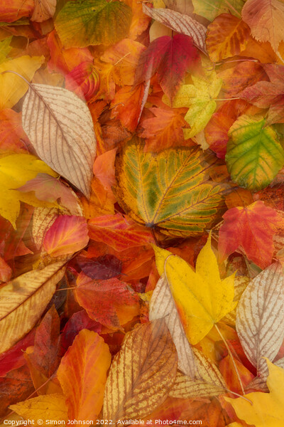 Autumn  leaves Picture Board by Simon Johnson