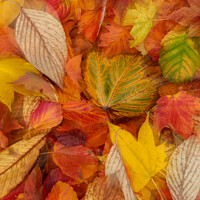 Buy canvas prints of Autumn  leaves by Simon Johnson
