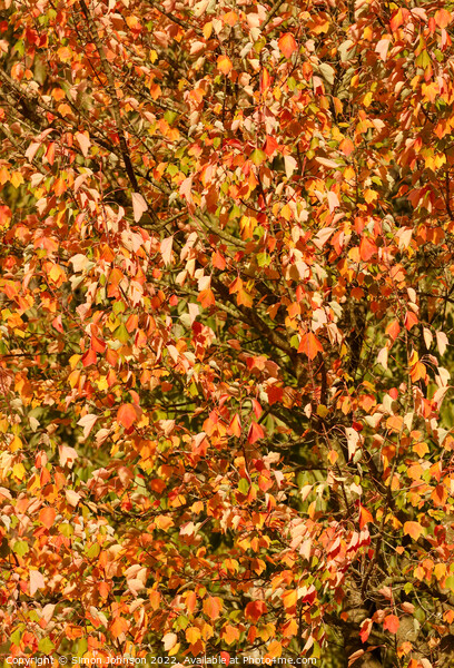 Wind blown sunlit leaves Picture Board by Simon Johnson