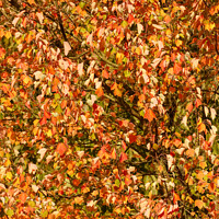Buy canvas prints of Wind blown sunlit leaves by Simon Johnson