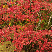 Buy canvas prints of Acer tree by Simon Johnson