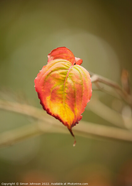 Autumn Leaf Picture Board by Simon Johnson