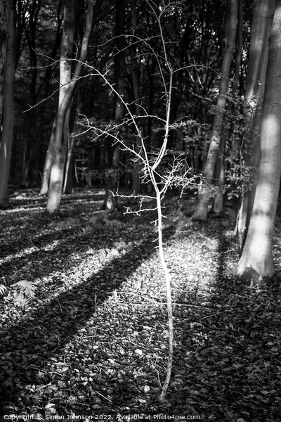 woodland light Picture Board by Simon Johnson