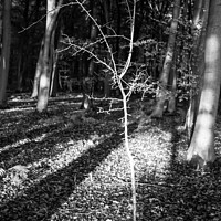 Buy canvas prints of woodland light by Simon Johnson