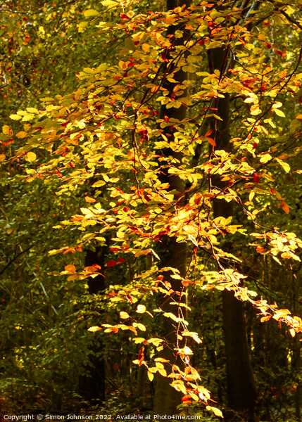 sunlit Autumn Leaves  Picture Board by Simon Johnson