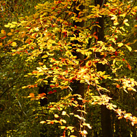 Buy canvas prints of sunlit Autumn Leaves  by Simon Johnson