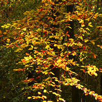 Buy canvas prints of Sunlit Autumn Leaves by Simon Johnson