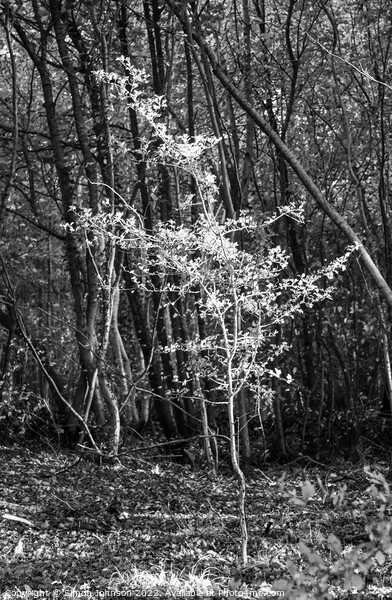 Sunlit tree in Monochrome  Picture Board by Simon Johnson