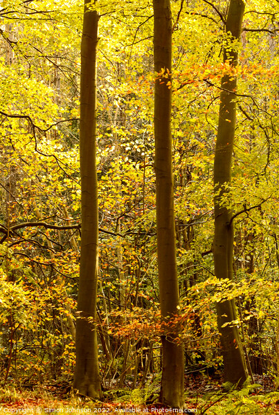 Autumn woodland  Picture Board by Simon Johnson