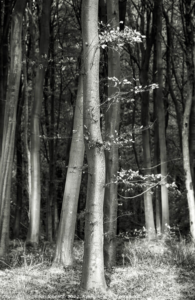 woodland monochrome  Picture Board by Simon Johnson
