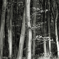 Buy canvas prints of woodland monochrome  by Simon Johnson