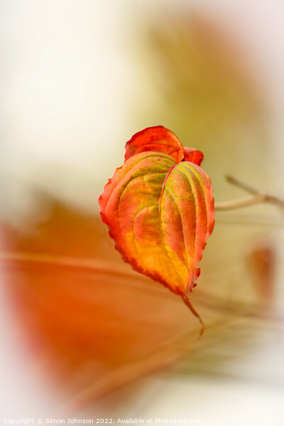 A close up of an autumn leaf Picture Board by Simon Johnson