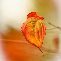 Buy canvas prints of A close up of an autumn leaf by Simon Johnson