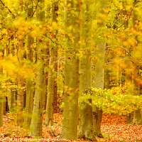 Buy canvas prints of soft light snowshill woods by Simon Johnson