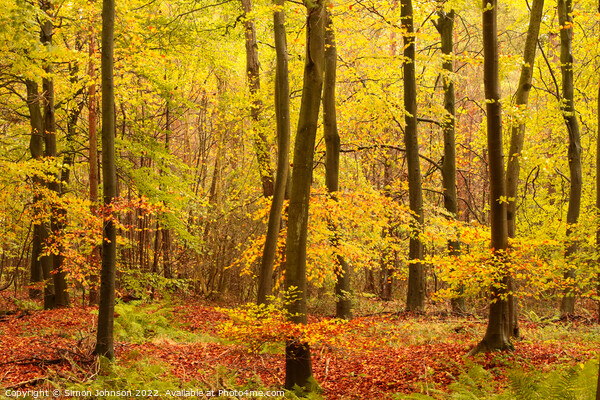 Autumn woodland hire Picture Board by Simon Johnson