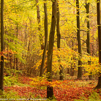 Buy canvas prints of Autumn woodland hire by Simon Johnson