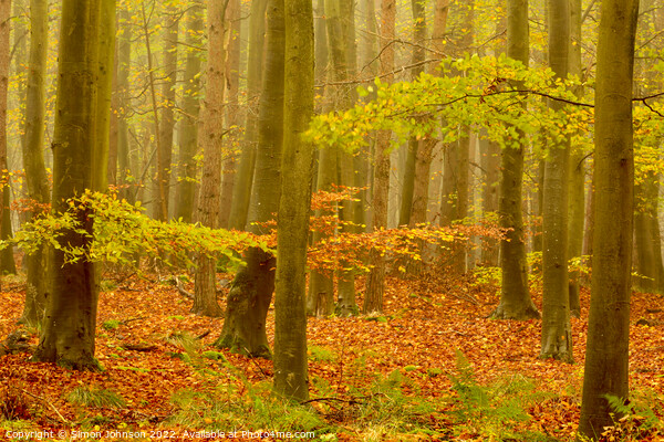 Misty autumn woodland Picture Board by Simon Johnson