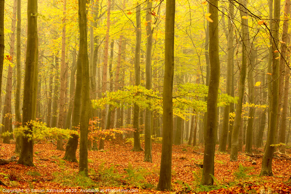 Misty autumn woodland Picture Board by Simon Johnson