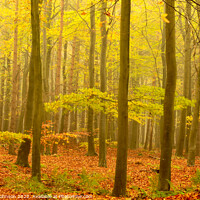 Buy canvas prints of Misty autumn woodland by Simon Johnson