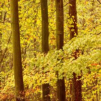 Buy canvas prints of  Autumn woodland  by Simon Johnson