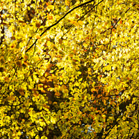 Buy canvas prints of sunlit autumn leaves by Simon Johnson