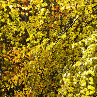 Buy canvas prints of sunlit wind blown leaves by Simon Johnson