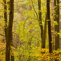 Buy canvas prints of Autumn Woodland by Simon Johnson