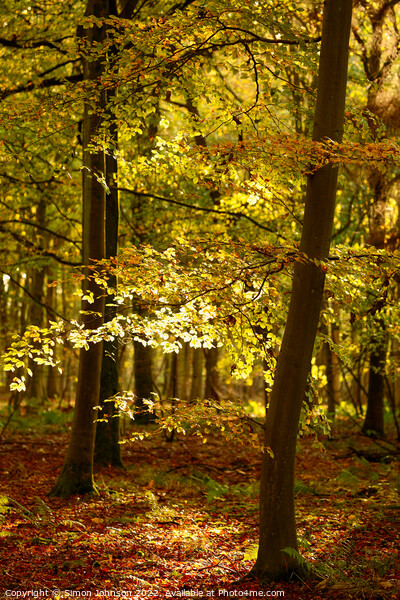 Autumn woodland  Picture Board by Simon Johnson