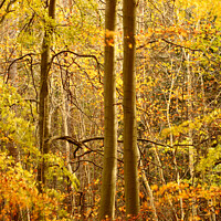 Buy canvas prints of sunlit autumn woodland  by Simon Johnson