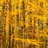 Buy canvas prints of Wind blown autumn woodland by Simon Johnson