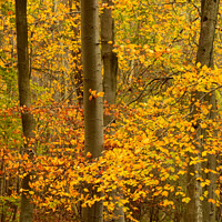 Buy canvas prints of Autumn woodland by Simon Johnson