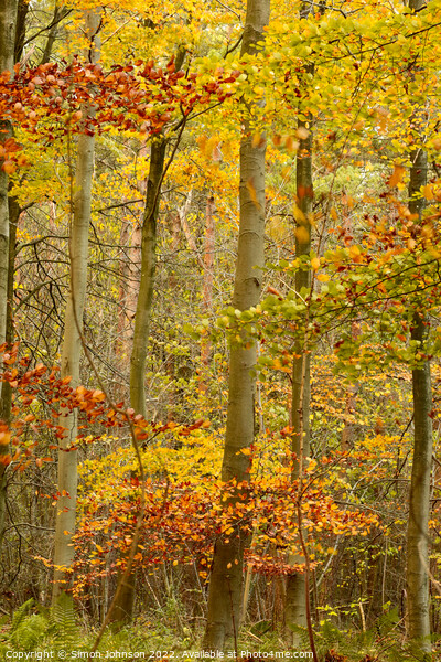 autumn woodland Picture Board by Simon Johnson