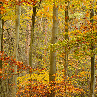Buy canvas prints of autumn woodland by Simon Johnson