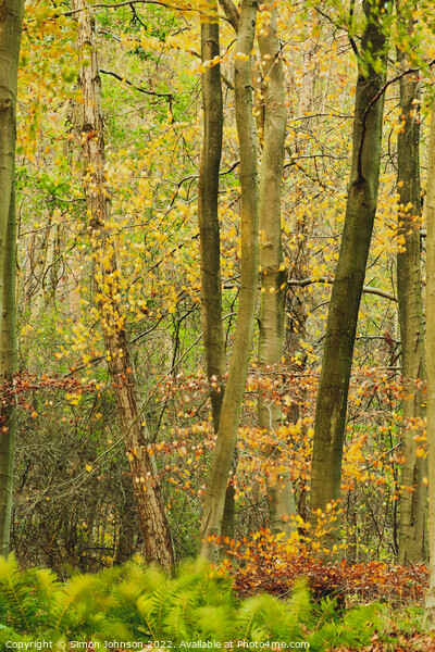 Autumn woodland Picture Board by Simon Johnson