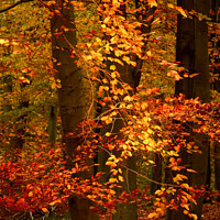 Buy canvas prints of Sunlit autumn leaves  by Simon Johnson