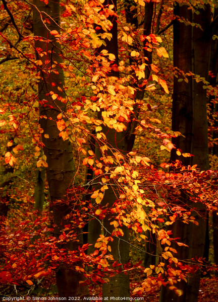 Sunlit autumn leaves  Picture Board by Simon Johnson