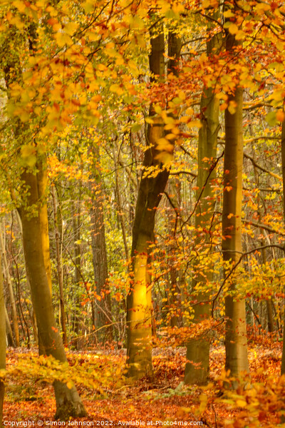 Autumn Woodland  Picture Board by Simon Johnson