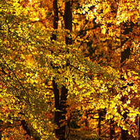 Buy canvas prints of sunlit autumn woodland by Simon Johnson