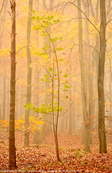 Tree in the mist Picture Board by Simon Johnson