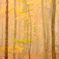 Buy canvas prints of Tree in the mist by Simon Johnson