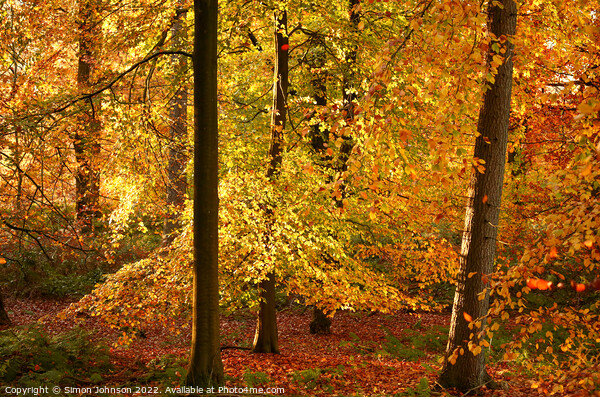 Autumn Gold Picture Board by Simon Johnson