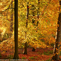 Buy canvas prints of Autumn Gold by Simon Johnson