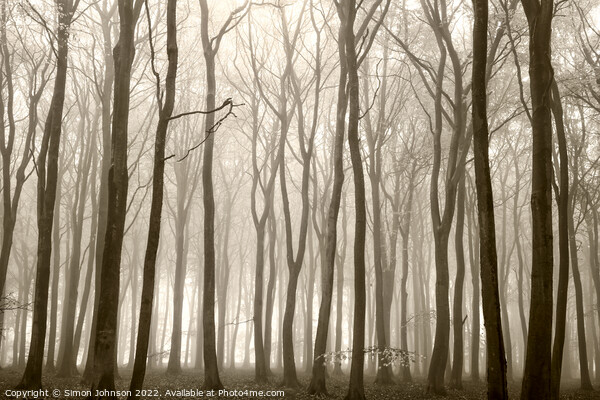 misty Beech woodland (trees) Picture Board by Simon Johnson