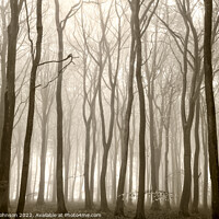 Buy canvas prints of misty Beech woodland (trees) by Simon Johnson