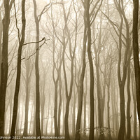Buy canvas prints of woodland Architecture  by Simon Johnson