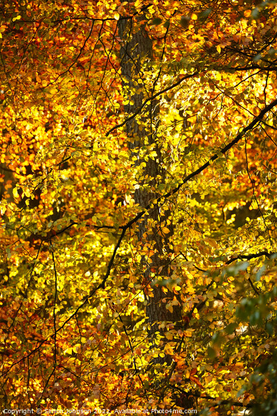 sunlit autumn Leaves Picture Board by Simon Johnson