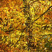 Buy canvas prints of sunlit autumn Leaves by Simon Johnson