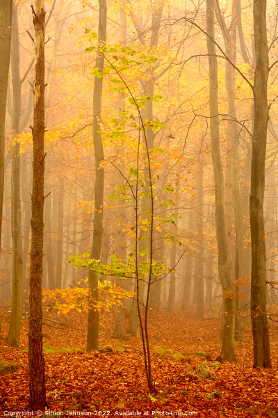 misty autumn woodland Picture Board by Simon Johnson
