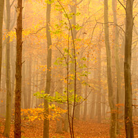 Buy canvas prints of misty autumn woodland by Simon Johnson