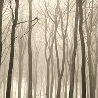 Buy canvas prints of Misty woodland  by Simon Johnson